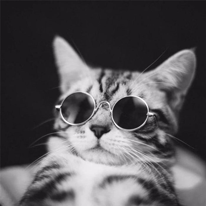 Ultra-Cute Pet Sunglasses